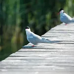 Ekstroems