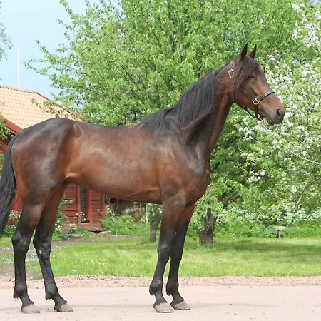 Vakantiehuis Ekstroems *