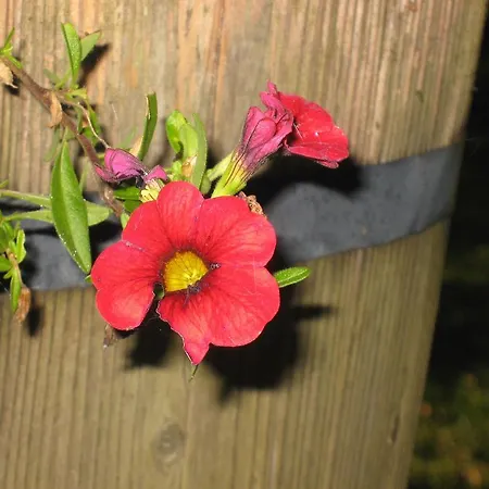 Vakantiehuis Ekstroems *