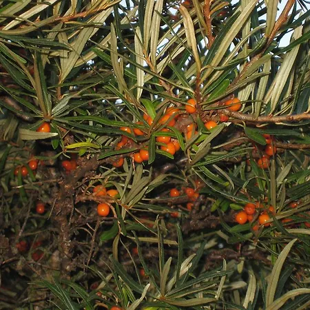 Vakantiehuis Ekstroems *