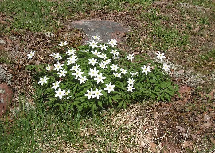 Ekstroems Casa de Férias *